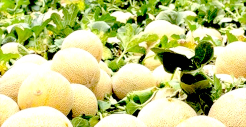 Alvarado y los melones asoleados / Ruperto Portela