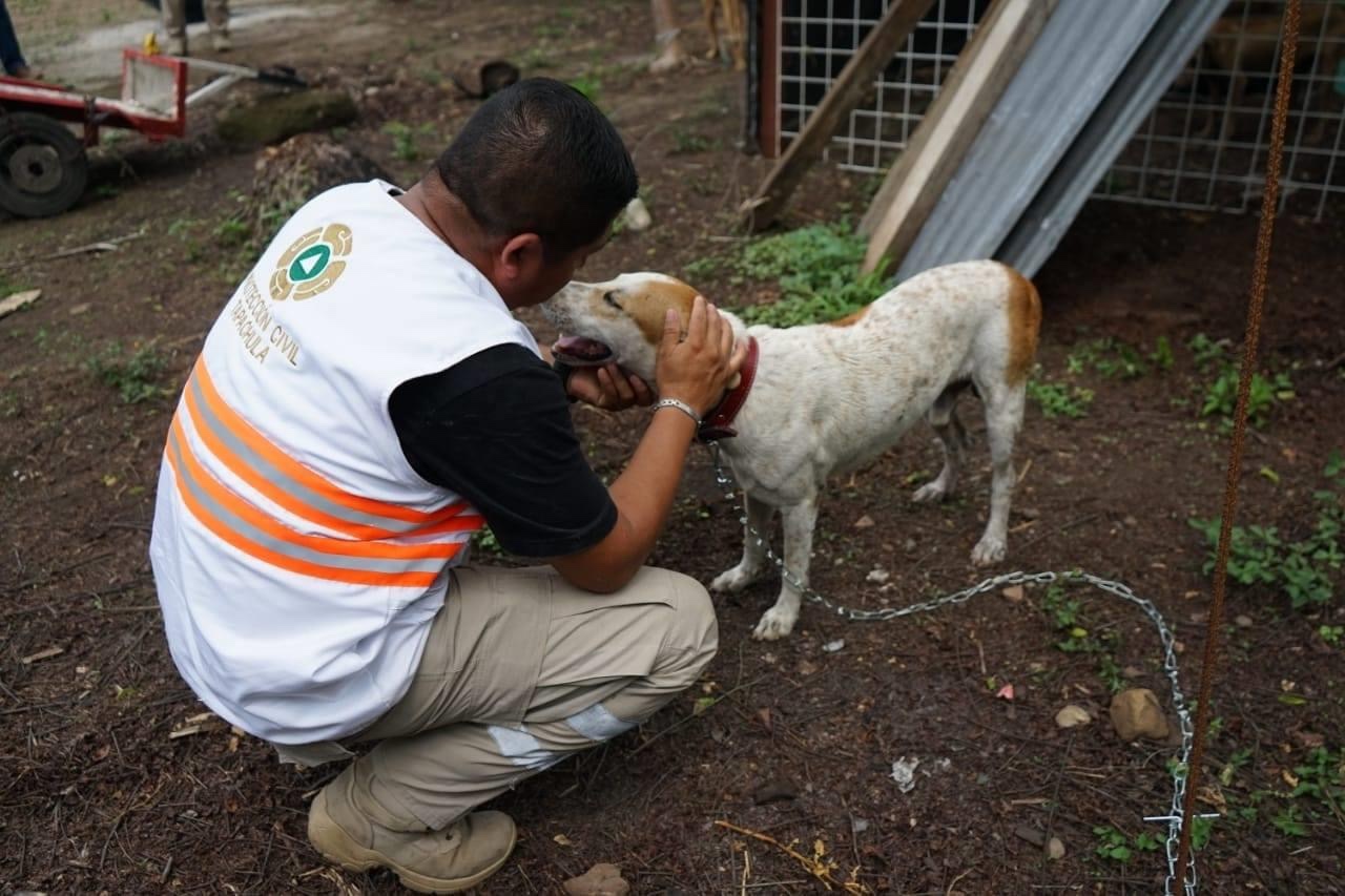 Los perros rescatados en el IMSS se encuentran bajo resguardo y a la espera de ser adoptados