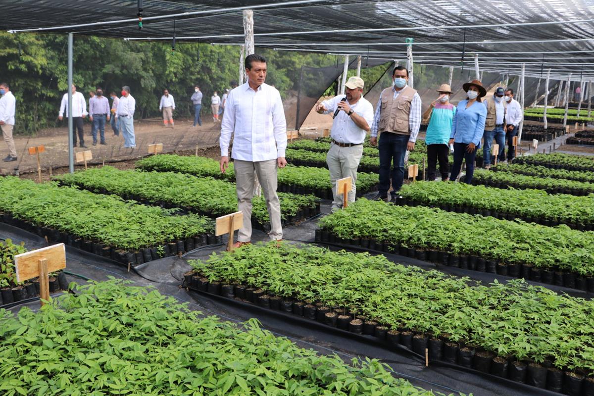 “Sembrando Vida” genera 80 mil empleos en Chiapas: Rutilio Escandón