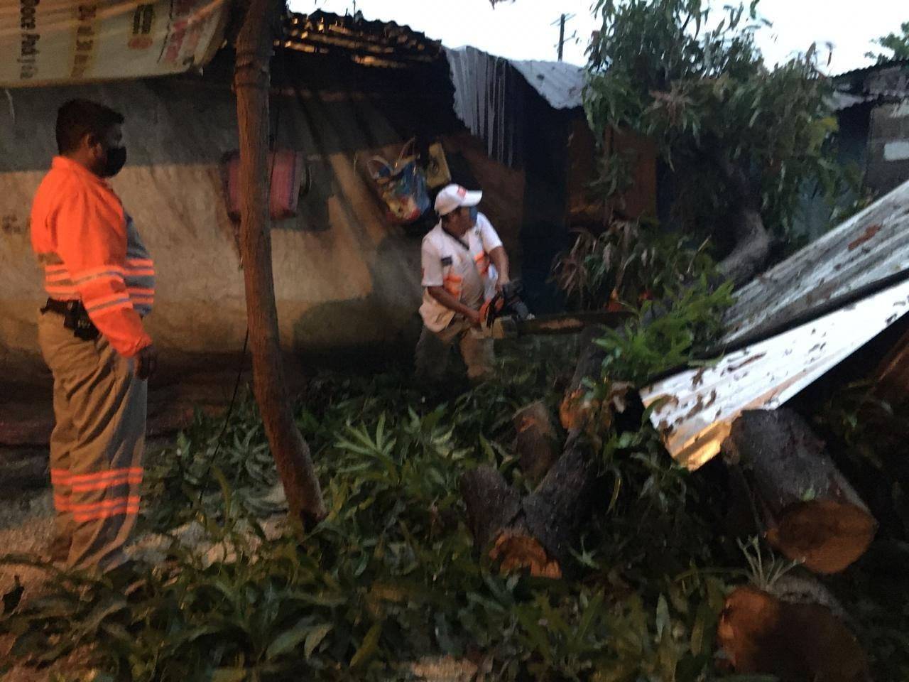 Árbol derriba vivienda en Tapachula