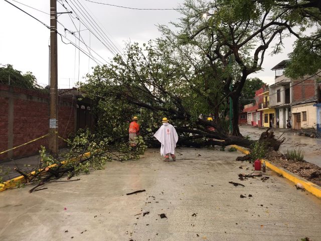 Reporte final: 25 árboles caídos y 4 carros afectados el día de ayer en Tuxtla