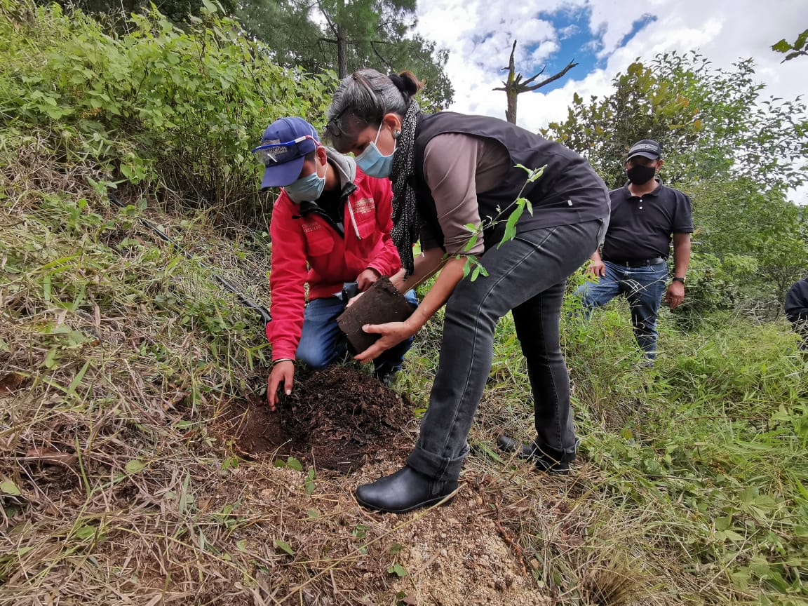Arranca en San Cristóbal de Las Casas campaña de reforestación