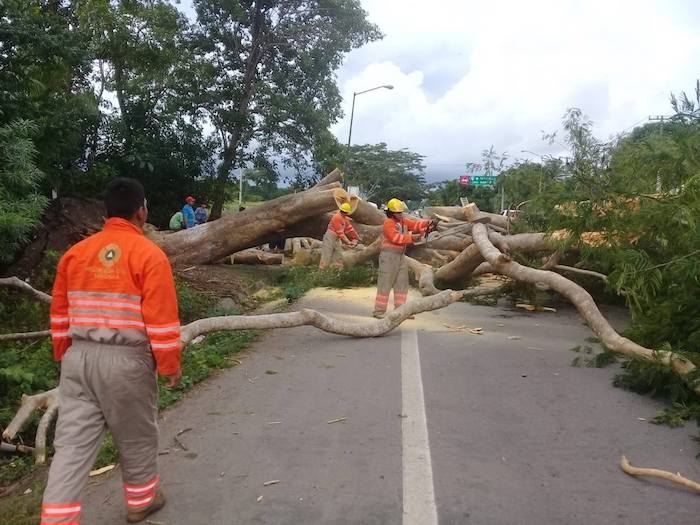 Atiende PC caída de árbol en carretera a Puerto Madero