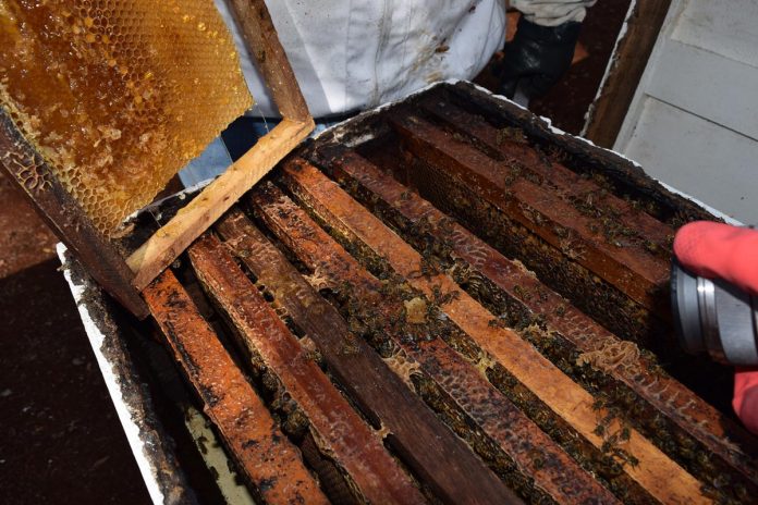 Realiza UNACH estudio económico de producción de miel en Carranza