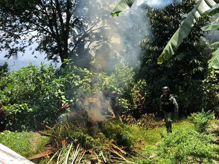 Localizan y destruyen plantío de marihuana en Chiapas