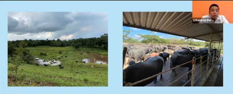 Desarrolla UNACH investigación sobre producción de búfalos en Chiapas