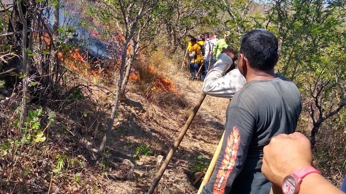Incendios forestales han destruido más de 118 hectáreas en Chiapas