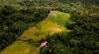 Chiapas verde