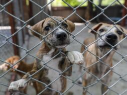 iniciativa contra el maltrato animal en Chiapas