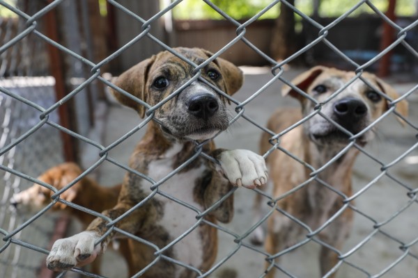 Ciudadanía logra validación de iniciativa contra el maltrato animal en Chiapas / En la Mira