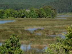 humedales de montaña La Kisst y María Eugenia en San Cristóbal