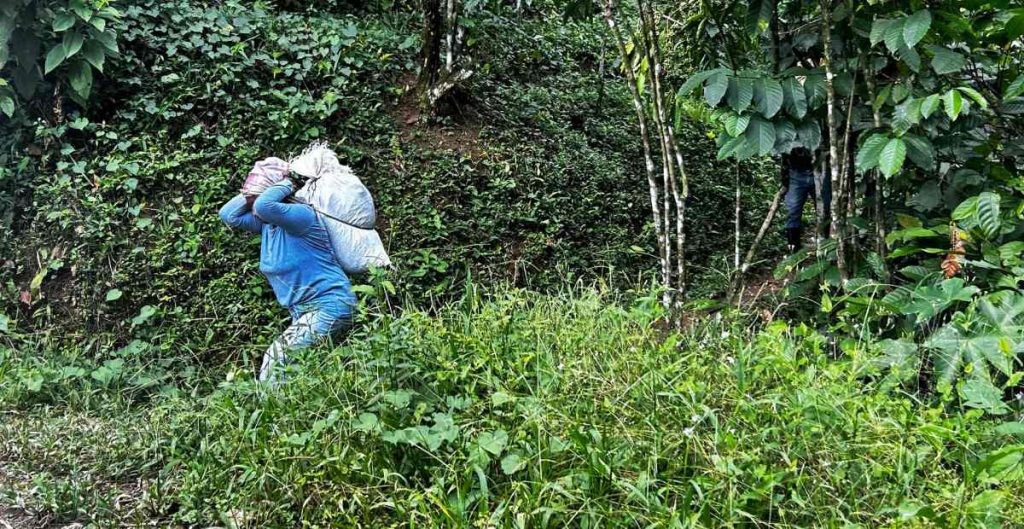 Advierten sobre reducción de jornaleros agrícolas en la frontera sur de México debido a migración motivada por la violencia y sequías