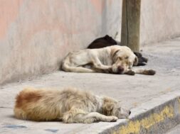 Denuncian en redes sociales alarmante aumento de perros abandonados
