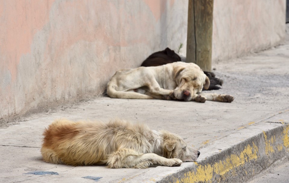 Denuncian en redes sociales alarmante aumento de perros abandonados
