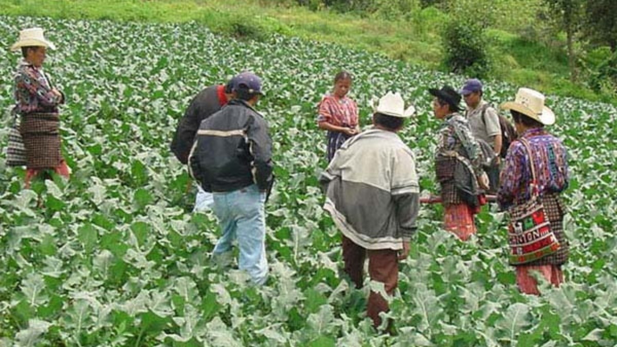 Violencia y sequía provocan éxodo de jornaleros agrícolas en Chiapas