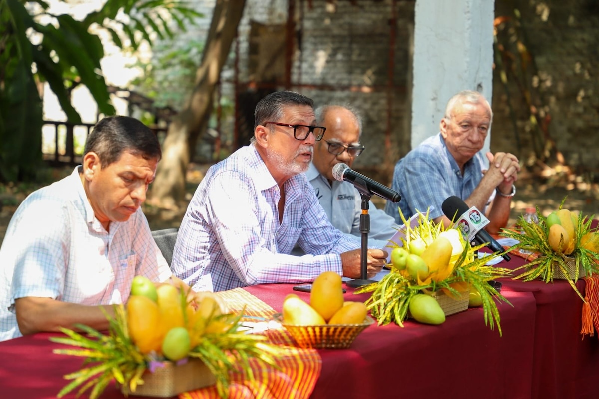 Anuncian segundo festival internacional del mango Ataulfo del Soconusco, en Tapachula