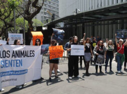 Activistas animalistas