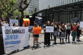 Activistas animalistas