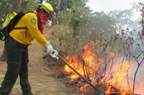 INCENDIOS FORESTALES