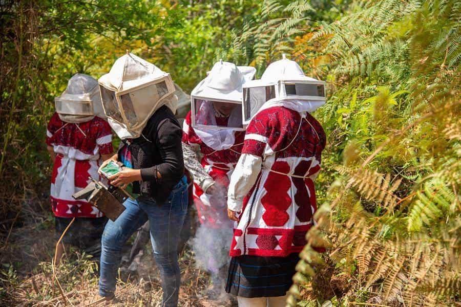 Mujeres indígenas de Chiapas luchan contra crisis climática salvando abejas