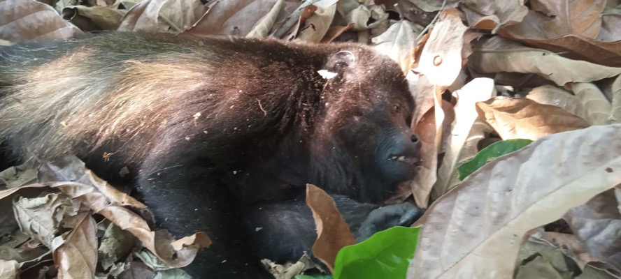 Denuncian muerte de 78 monos saraguatos por calor extremo en Tabasco y Chiapas