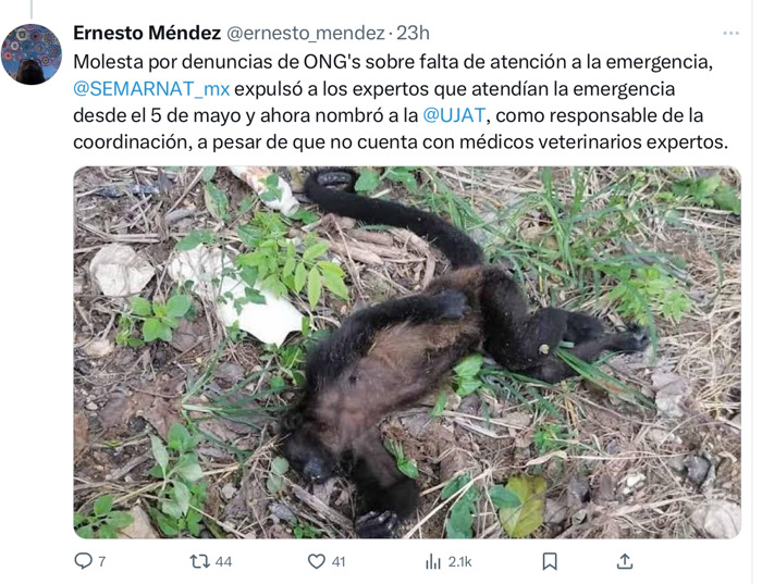 Denuncian que SEMARNAT expulsó a ONG’s por difundir muerte de monos