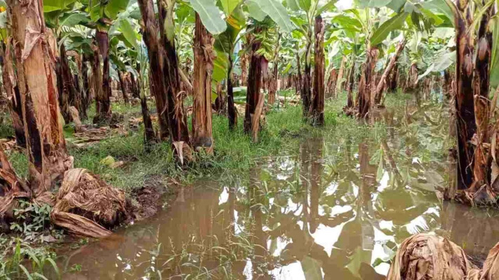 Campesinos piden declarar zonas de desastre en el Soconusco por pérdidas millonarias tras fuertes lluvias