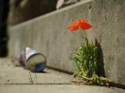 Flores de Asfalto