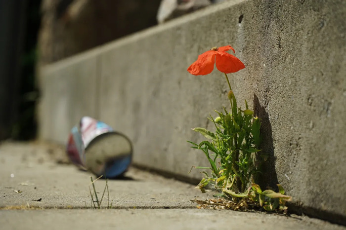 Mujeres como Flores de Asfalto / Al Sur