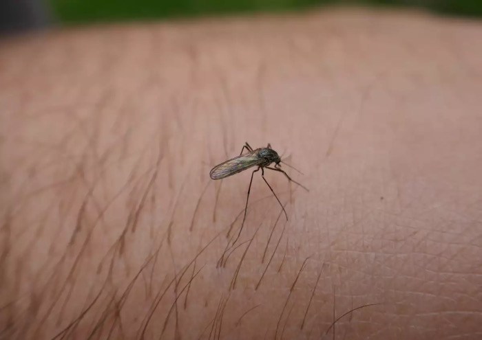 Chiapas se posiciona en el quinto estado con más casos de dengue a nivel nacional