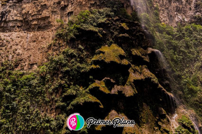 Símbolo Natural de Chiapas en Riesgo de desaparecer