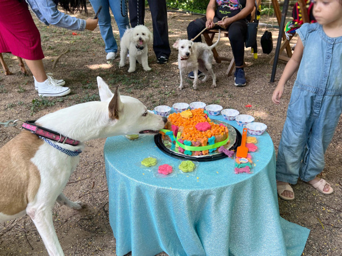 “Pastelería K nina” celebra el Día del Perro con uno de sus postres especiales