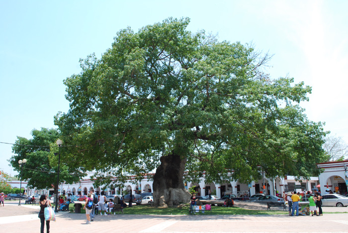 Las raíces de la ceiba. Una novela histórica a propósito del Bicentenario de la Federación de Chiapas a México