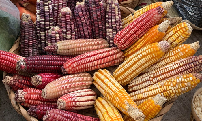 Convocan al Primer Festival Gastronómico del Maíz: Rescatando sabores ancestrales