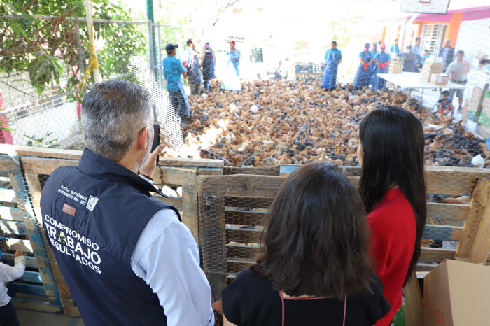 Entrega Angel Torres aves de traspatio en beneficio de familias de Tuxtla, en la colonia Las Granjas