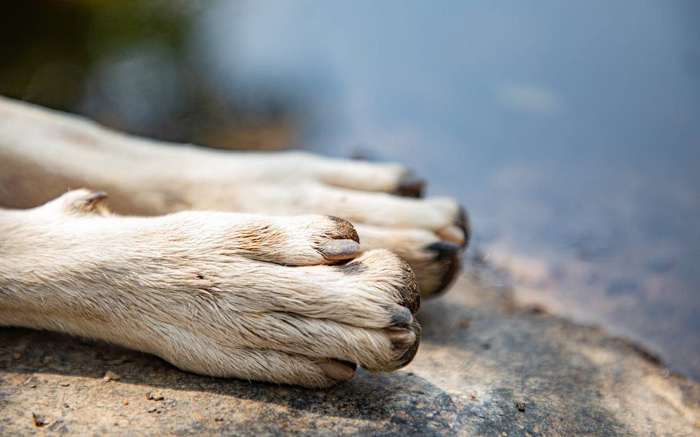 Vecinos de San Cristóbal de Las Casas reportan envenenamiento de perros