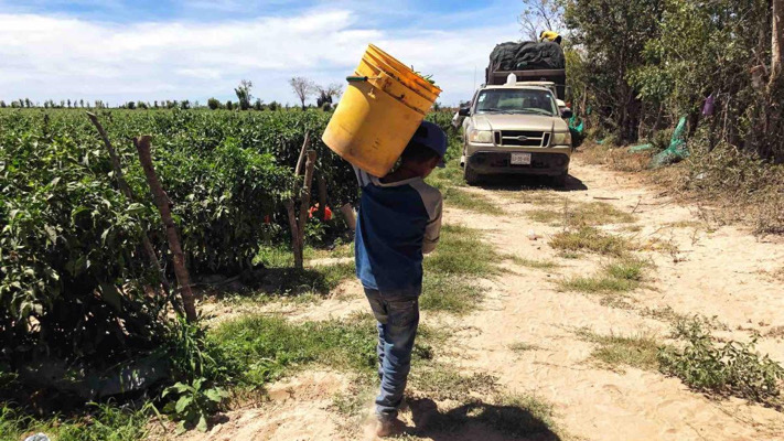 Jornaleros agrícolas en la pobreza extrema; Coneval reporta 98.5% en la Selva Lacandona