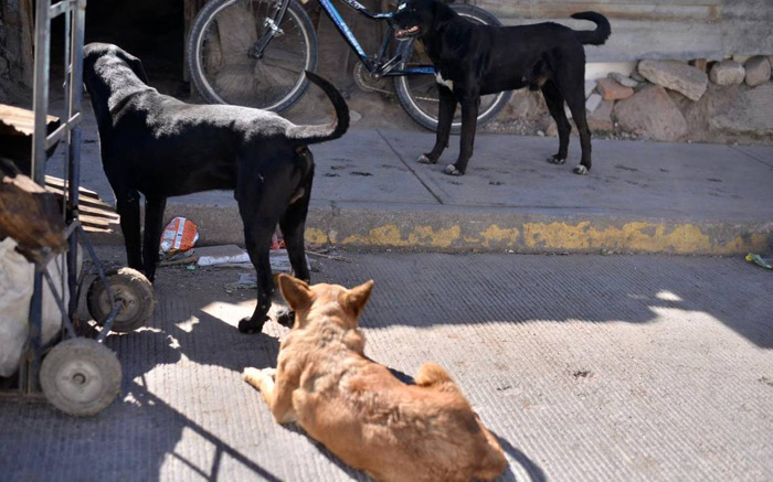 En Ocosingo denuncian envenenamiento de perros y falta de acción de autoridades