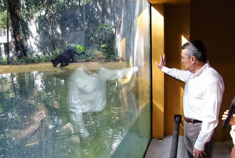 Inaugura Rutilio Escandón remodelación de los recintos del jaguar Yojk y de la nutria en el ZooMAT