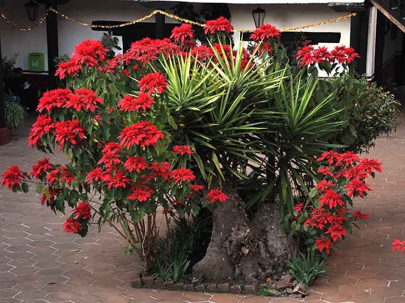 Nochebuena en el Soconusco / Crónicas de Frontera