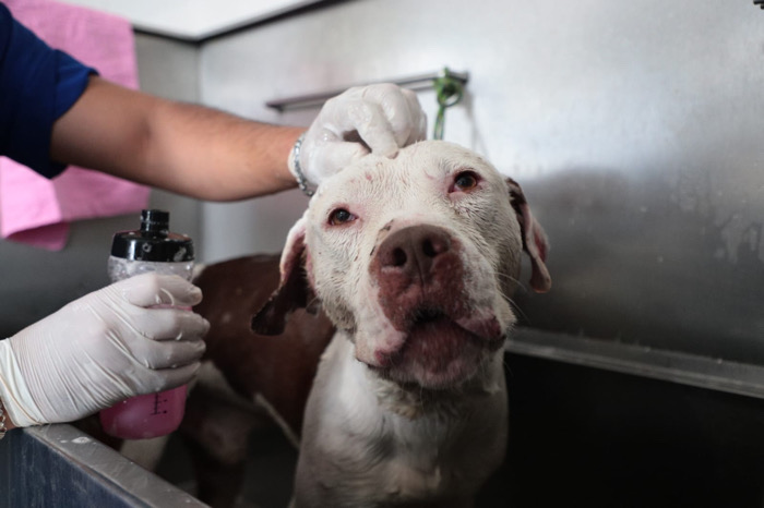 Rescata Ayuntamiento de Tuxtla perritos maltratados en azotea de un domicilio