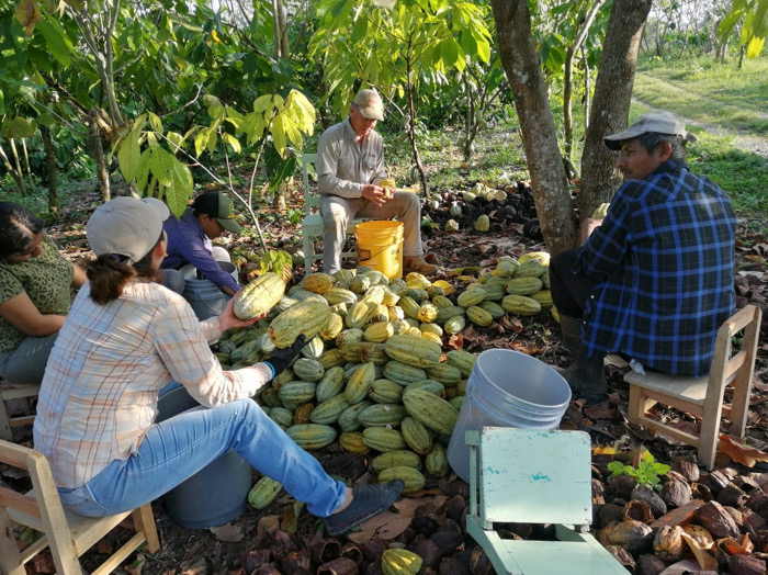 Sequía reduce producción de mango, cacao y marañón en el Soconusco