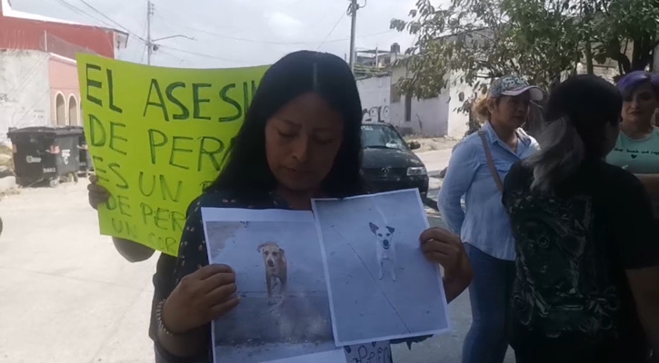 Denuncian el envenenamiento masivo de perros y gatos en la colonia El Roble