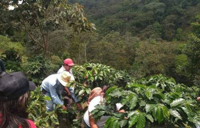 Cárteles controlan fincas cafetaleras y someten a campesinos a trabajo forzado