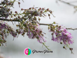 9E00FF40-936F-43E9-81AE-6B6F3D050A92