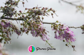 9E00FF40-936F-43E9-81AE-6B6F3D050A92