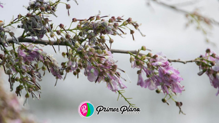 La Flor de Cuchunuc: Delicadeza Gastronómica y Patrimonio Cultural de Chiapas