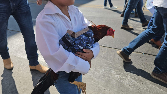 Galleros con pérdidas económicas por suspensión de peleas de gallos