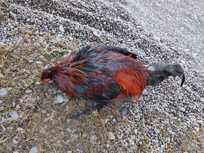 Ceden autoridades y autorizan peleas de gallos con nuevas regulaciones