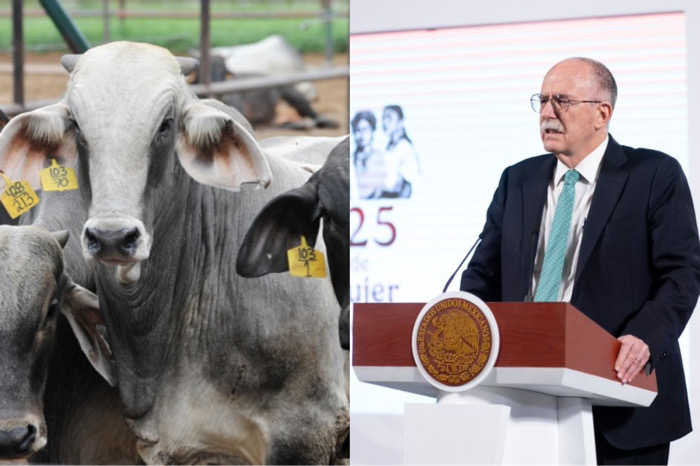 Gobierno federal toma control de la identificación ganadera chiapaneca 